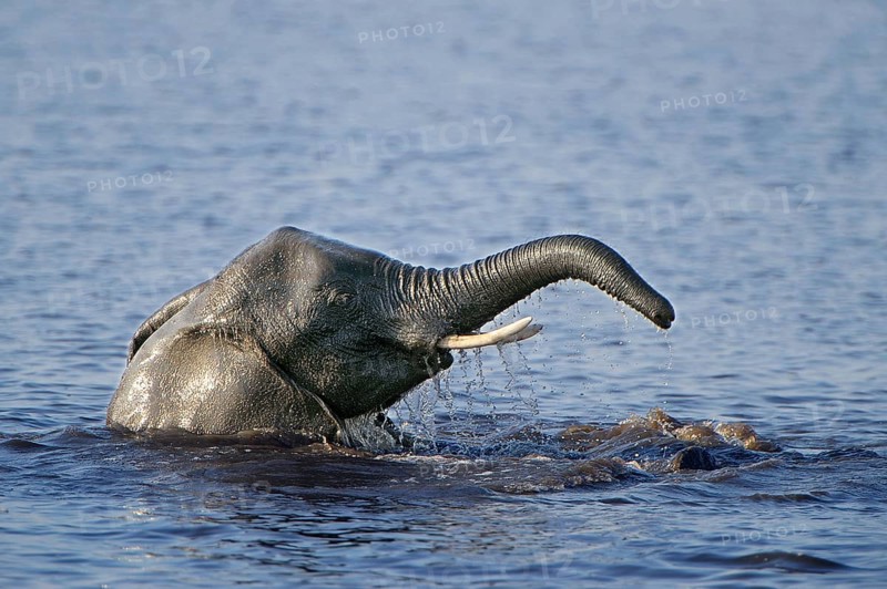 African Bush Elephant (Loxodonta africana) in water
