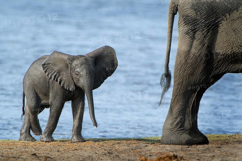 African Bush Elephant (Loxodonta africana)