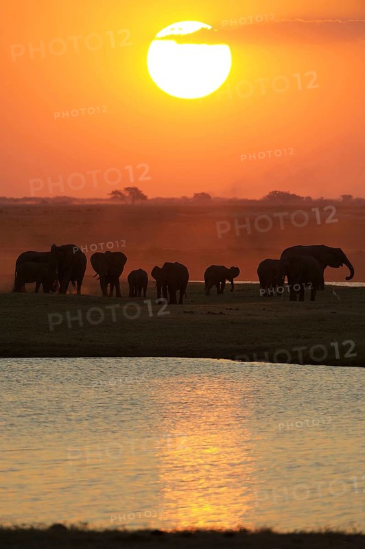 African Bush Elephants (Loxodonta africana) on the water edge at sunset