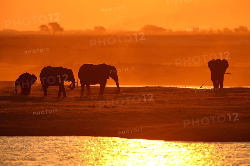 African Bush Elephants (Loxodonta africana) on the water edge at sunset