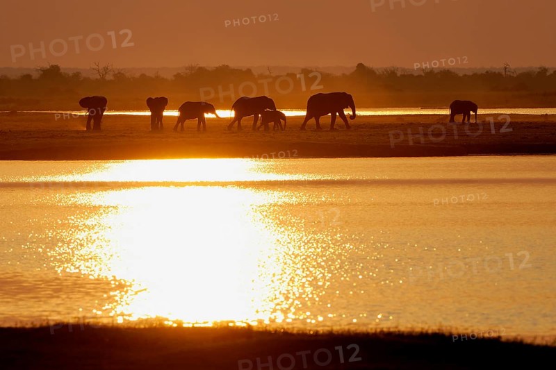 African Bush Elephants (Loxodonta africana) on the water edge at sunset