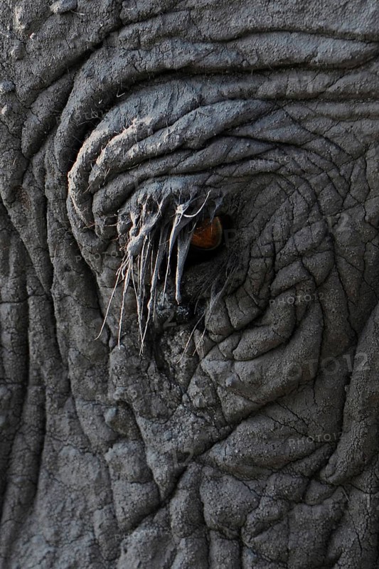 African Bush Elephant (Loxodonta africana)