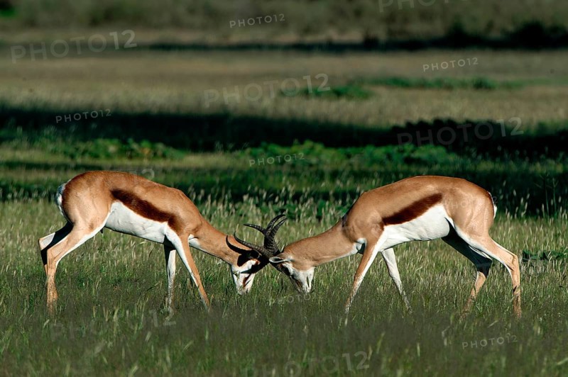 Springboks (Antidorcas marsupialis)