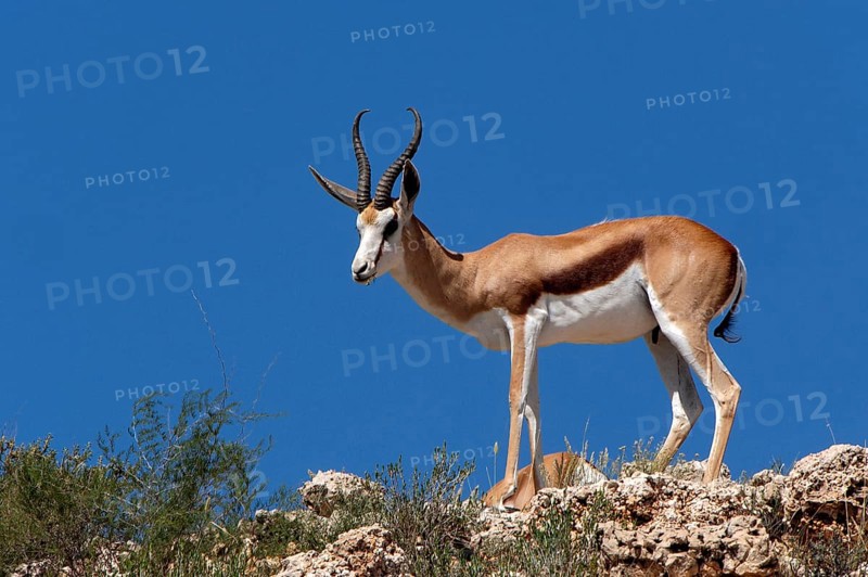 Springbok (Antidorcas marsupialis)