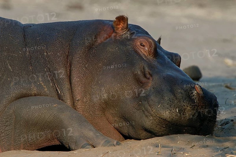 Hippopotamus (Hippopotamus amphibius)