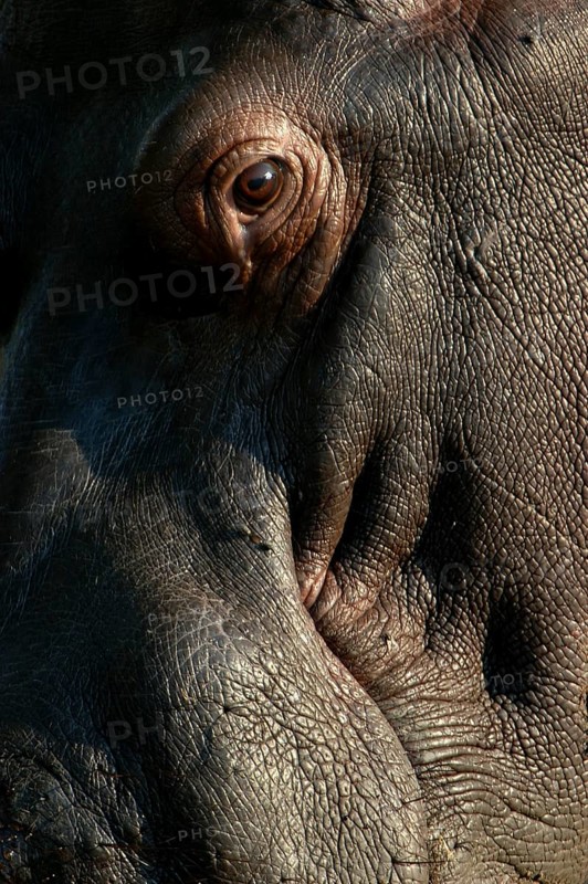 Hippopotamus (Hippopotamus amphibius)