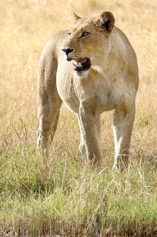 Lion (Panthera leo)