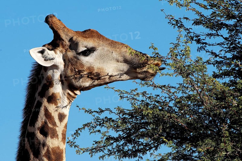 Giraffe (Giraffa camelopardalis)