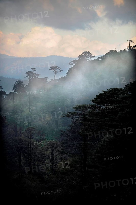 Cloud-shrouded forest landscape near Yotong La Pass