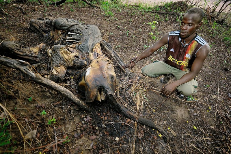 Remains of a young elephant which has fallen victim to poachers
