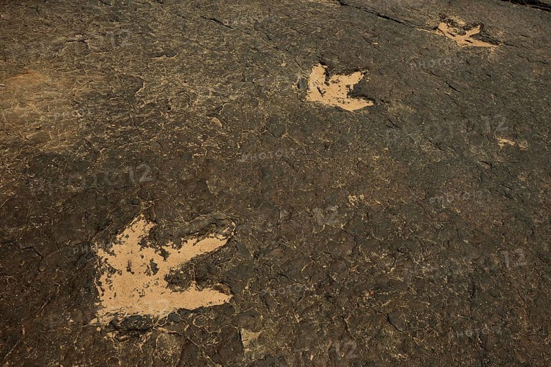 Several million years ago dinosaurs left their now fossilized footprints in the mud of a river bed
