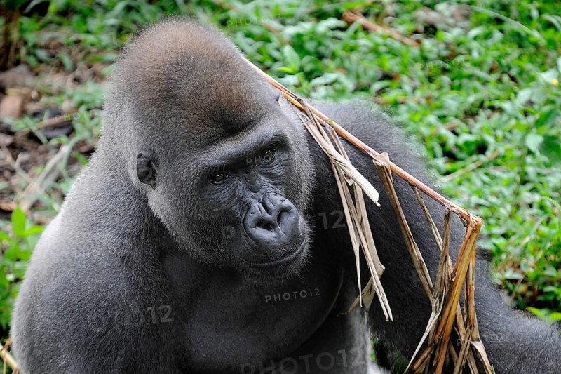 Western Lowland Gorilla (Gorilla gorilla gorilla) in the reintroduction enclosure of Mefou Primate Sanctuary