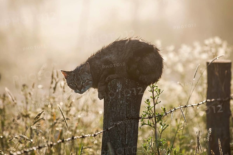 Wet cat lurking on a fence post