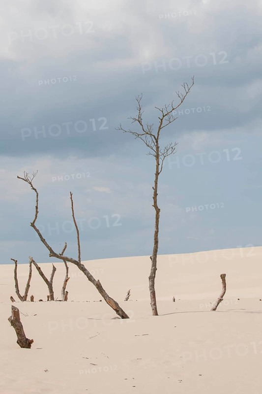 Shifting sand dunes slowly but inexorably swallowing up adjacent trees