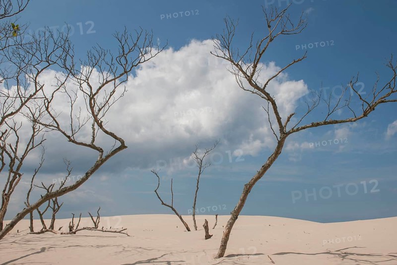 Shifting sand dunes slowly but inexorably swallowing up adjacent trees