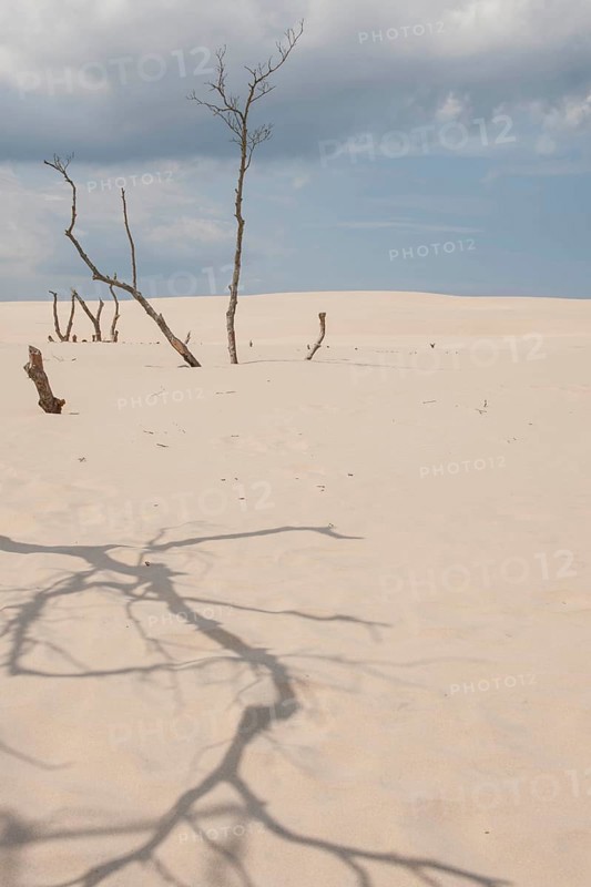 Shifting sand dunes slowly but inexorably swallowing up adjacent trees