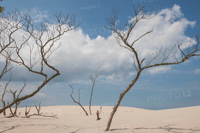 Shifting sand dunes slowly but inexorably swallowing up adjacent trees