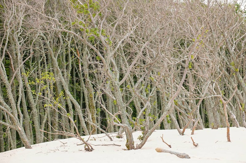 Shifting sand dunes slowly but inexorably swallowing up adjacent trees