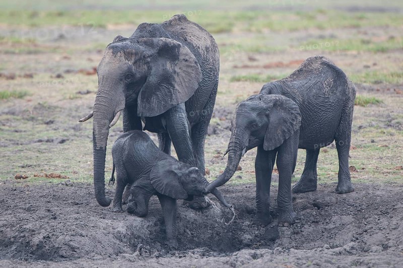 African elephants (Loxodonta africana) with calf