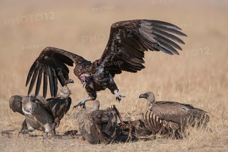 Lappet-faced Vulture or Nubian Vulture (Torgos tracheliotus) fighting with Cape Vultures (Gyps coprotheres) over a carcass