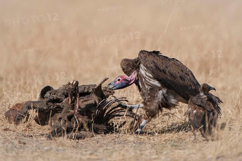 Lappet-faced Vulture or Nubian Vulture (Torgos tracheliotus) with Cape Vultures (Gyps coprotheres) feeding on a carcass