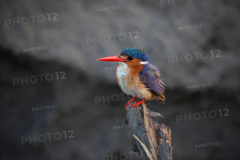 Malachite Kingfisher (Alcedo cristata) on a branch as a vantage point