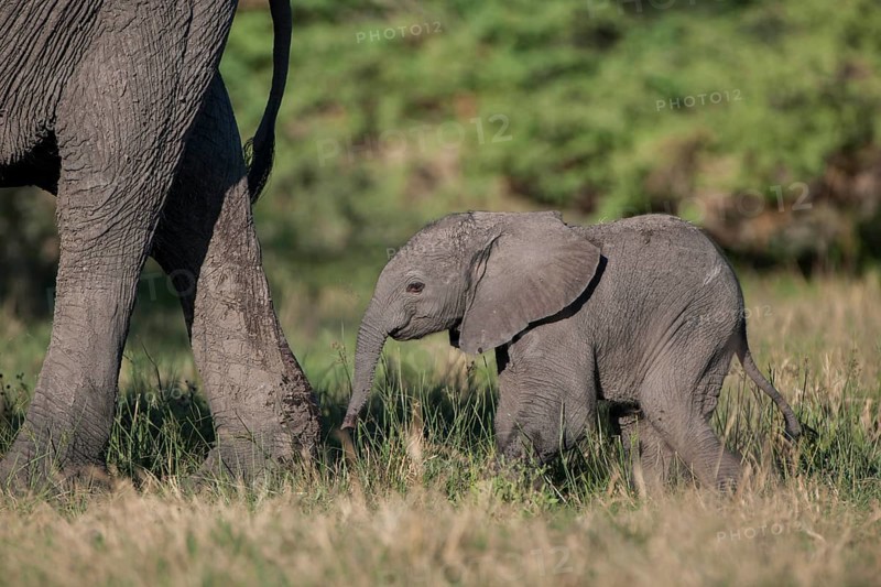 African Elephant (Loxodonta africana)