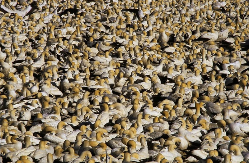 Cape Gannets (Morus capensis)