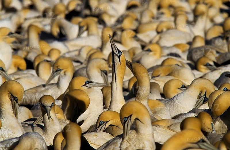 Cape Gannets (Morus capensis)