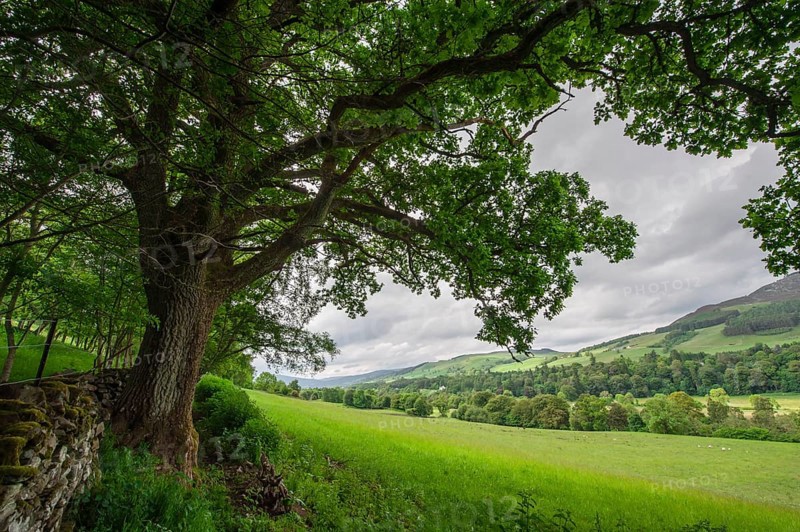 Old oak tree on the edge of a meadow