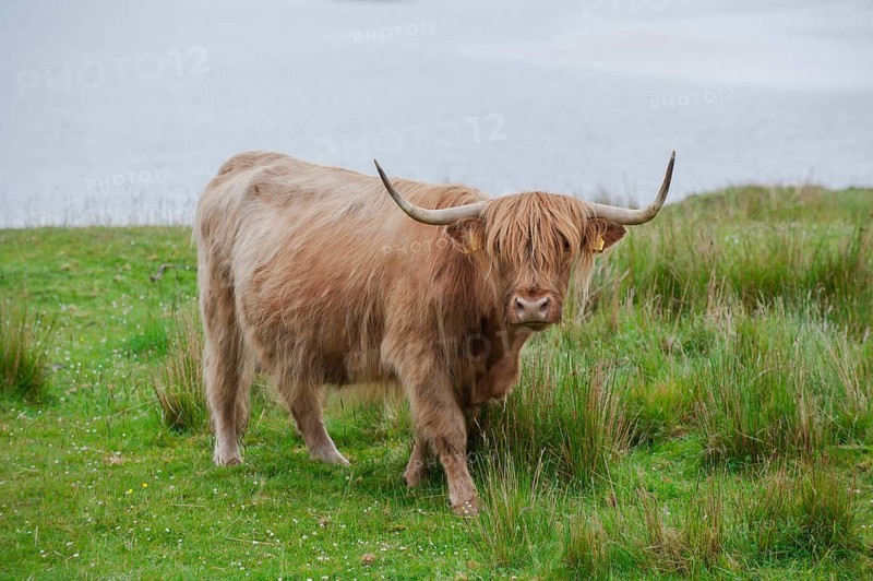 Scottish Highland cattle standing on a pasture by the sea