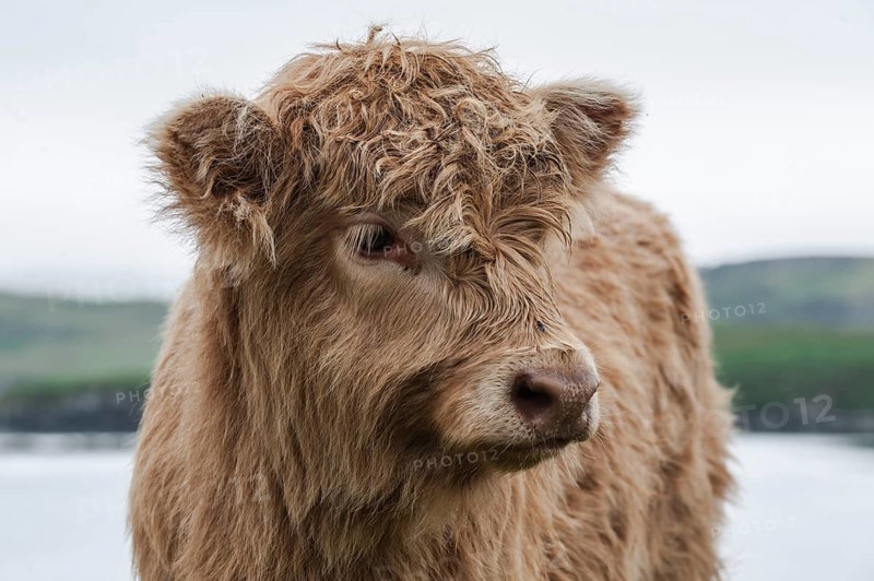 Scottish Highland Cattle
