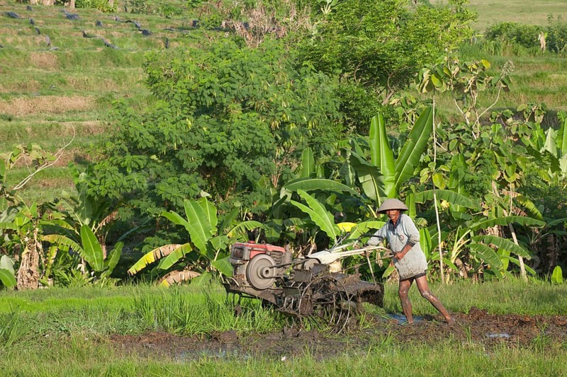 Rice farmer working in rice terraces