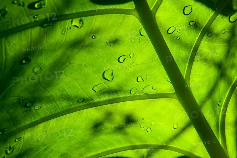 Water drops on a leaf