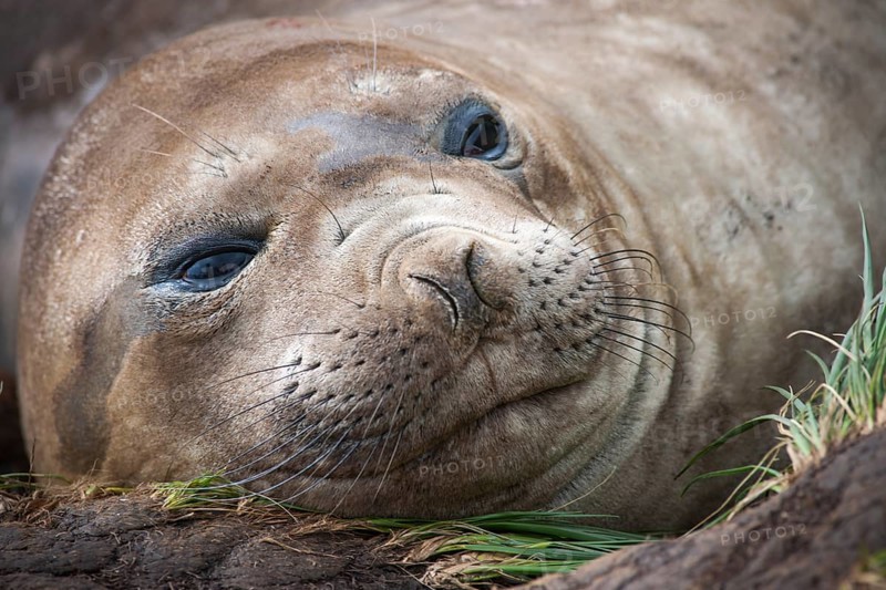 Southern Elephant Seal (Mirounga leonina)