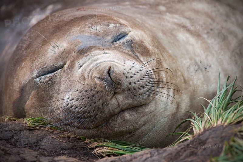 Southern Elephant Seal (Mirounga leonina) female