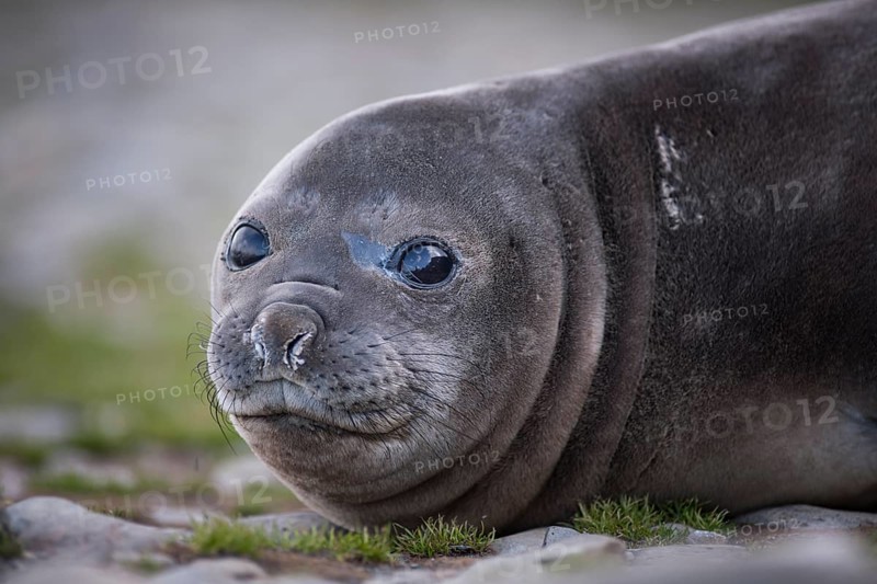 Southern Elephant Seal (Mirounga leonina)
