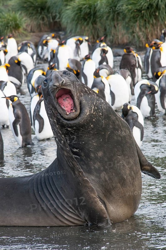 Southern Elephant Seal (Mirounga leonina)