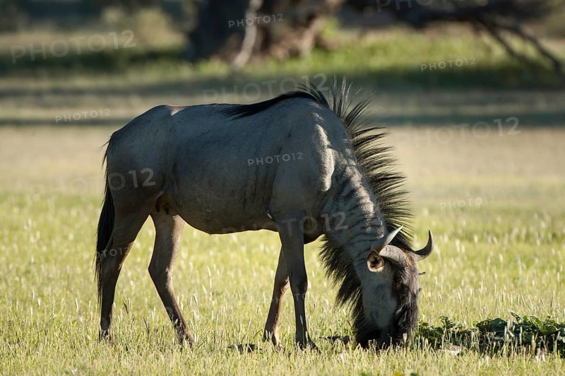 Blue Wildebeest