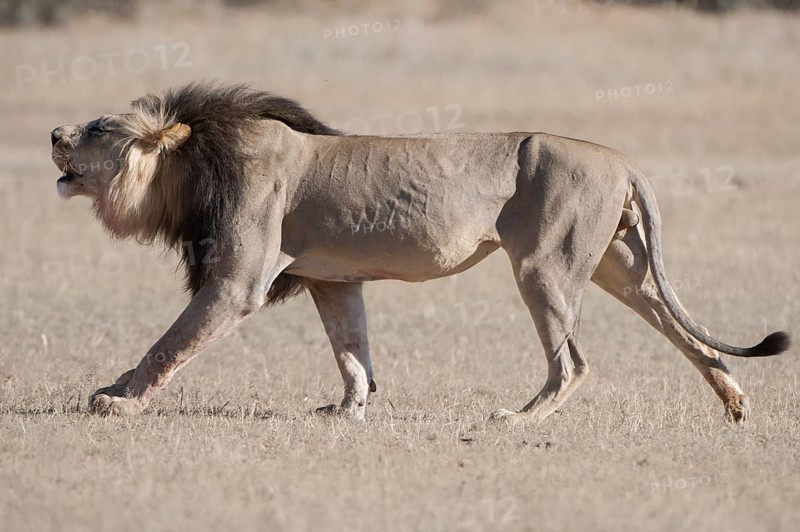 Lion (Panthera leo)