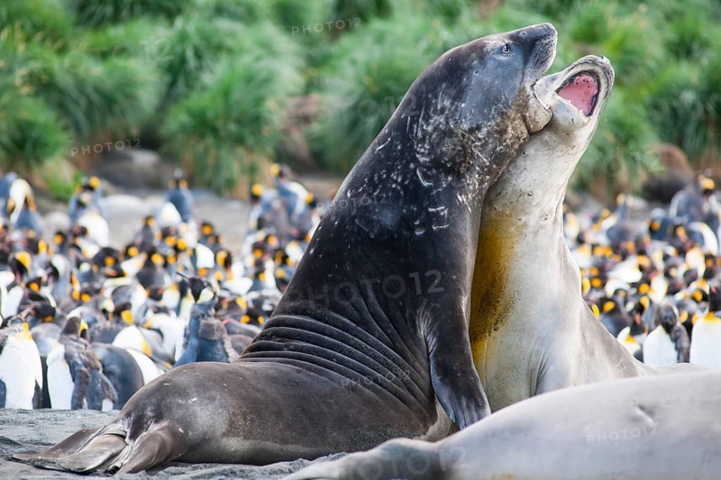 Southern Elephant Seals (Mirounga leonina)