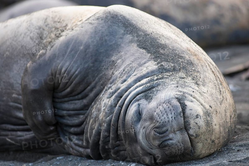 Southern Elephant Seal (Mirounga leonina)