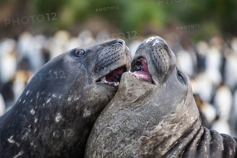 Southern Elephant Seals (Mirounga leonina)