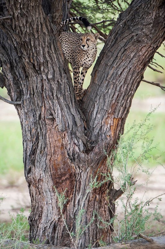 Cheetah (Acinonyx jubatus) on a tree surveying the surroundings