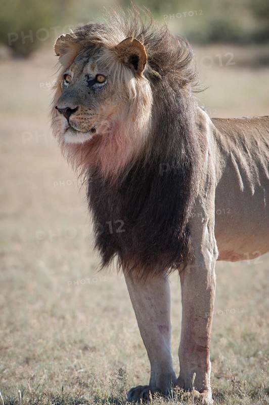 Lion (Panthera leo)