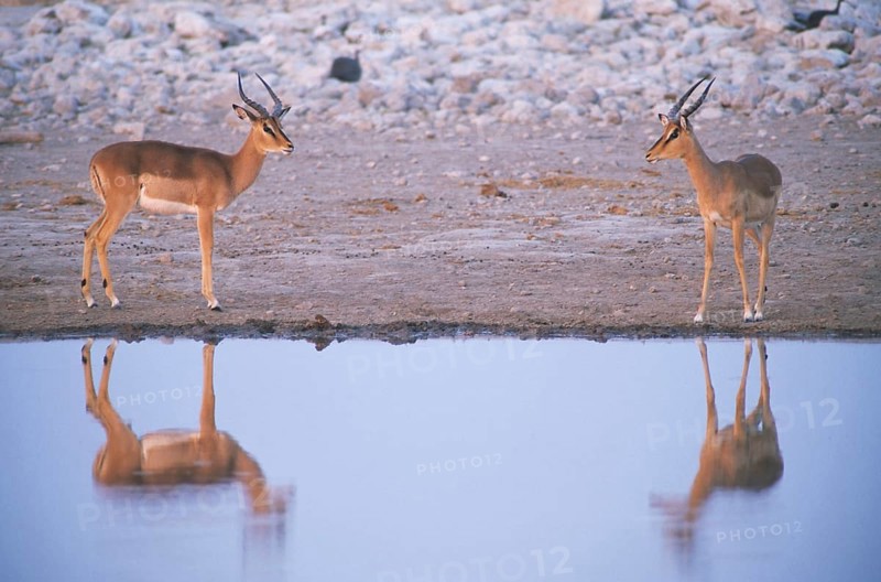 Young male Blacked-faced Impalas or Black-faced Impalas (Aepyceros melampus petersi) standing at a waterhole