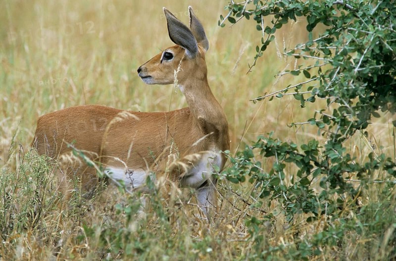 Steenbok (Raphicerus campestris)