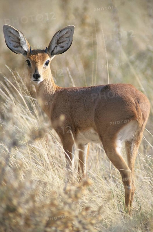 Steenbok (Raphicerus campestris)