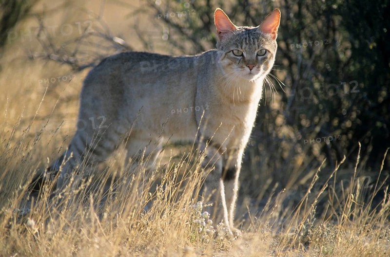 African wildcat (Felis lybica)