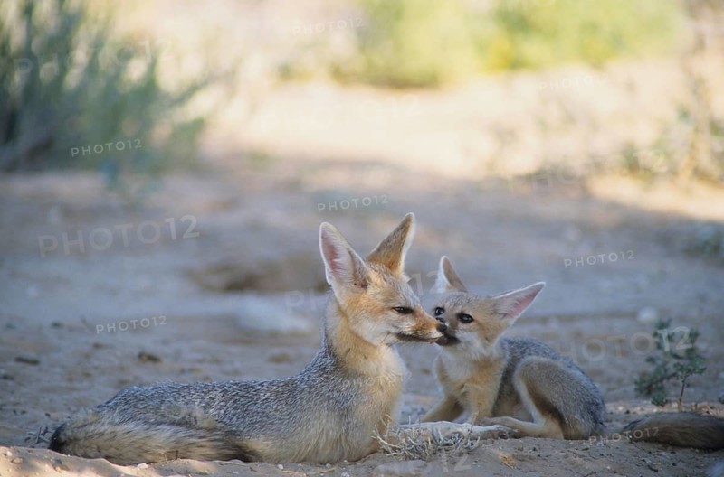 Cape fox (Vulpes chama)